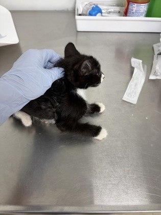61755423 - Domestic Shorthair / Mix available for adoption