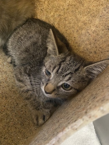 61780490 - Domestic Shorthair / Mix available for adoption