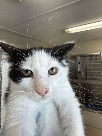 61989573 - Domestic Shorthair / Mix available for adoption