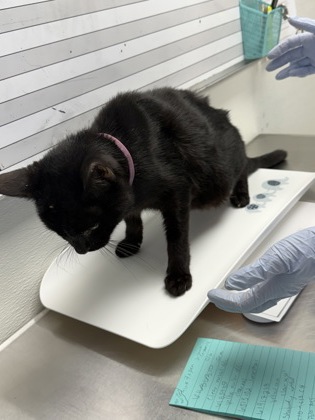 61935881 - Domestic Shorthair / Mix available for adoption