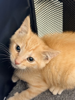 61709771 - Domestic Shorthair / Mix available for adoption