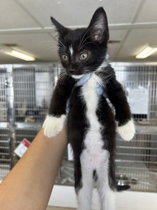 61871796 - Domestic Shorthair / Mix available for adoption