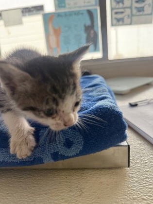 61901879 - Domestic Shorthair / Mix available for adoption