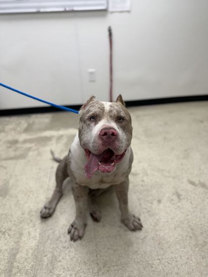 61759713 - Pit Bull Terrier / Mix available for adoption