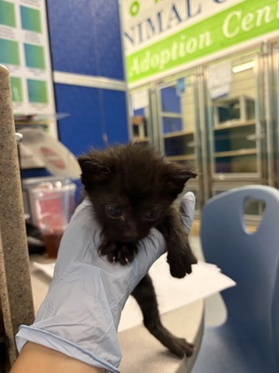 61835150 - Domestic Shorthair / Mix available for adoption