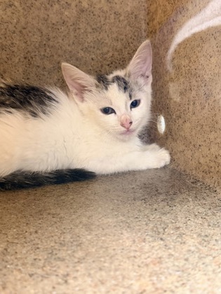 61730530 - Domestic Shorthair / Mix available for adoption