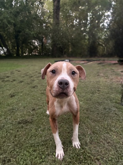 HERMIONE - American Pit Bull Terrier / Mix for adoption in Norfolk