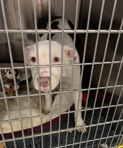 CHLOE - Pit Bull Terrier / Mix available for adoption