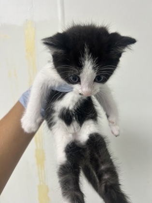 61709409 - Domestic Shorthair / Mix available for adoption