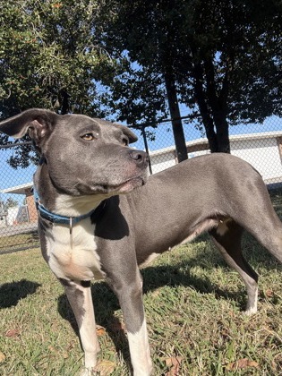 61975862 - Pit Bull Terrier / Mix available for adoption