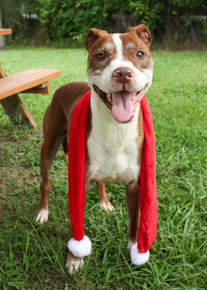 GIBSON - American Pit Bull Terrier / Mix available for adoption