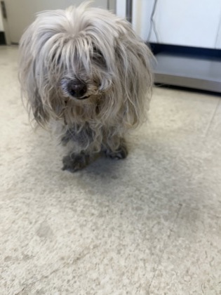 61969251 - Maltese / Mix available for adoption