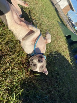 61939649 - Pit Bull Terrier / Mix available for adoption