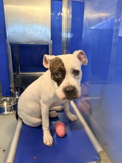 61684659 - American Pit Bull Terrier / Mix available for adoption