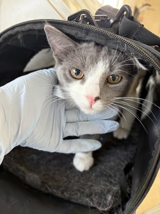 61895726 - Domestic Shorthair / Mix available for adoption