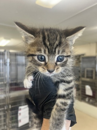 61990800 - Domestic Shorthair / Mix available for adoption