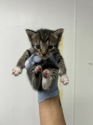 61709519 - Domestic Medium Hair / Mix available for adoption