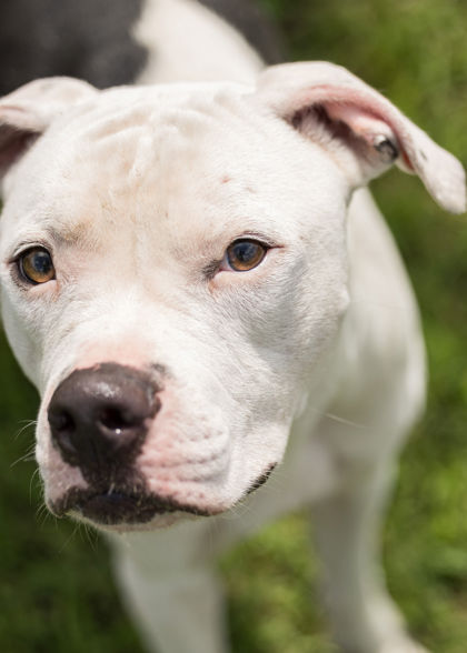 HAMMY - Pit Bull Terrier / Mix for adoption in Norfolk