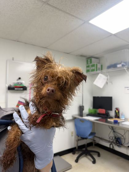 61791709 - Yorkshire Terrier / Mix available for adoption