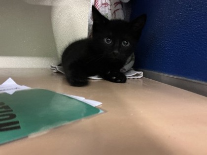61812452 - Domestic Shorthair / Mix available for adoption