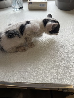 61768660 - Domestic Shorthair / Mix available for adoption