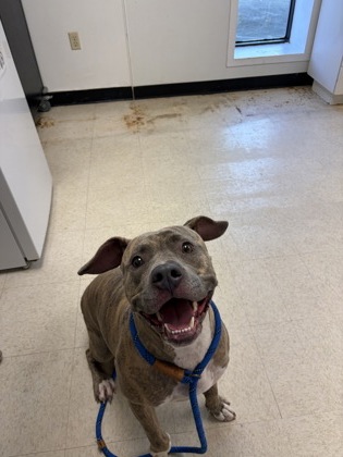 61828249 - American Pit Bull Terrier / Mix available for adoption