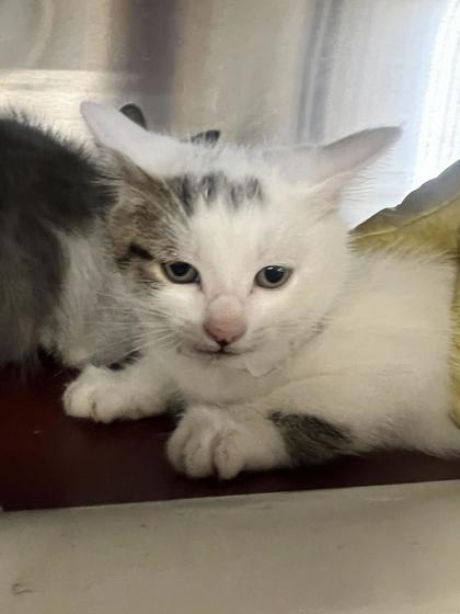 61957721 - Domestic Shorthair / Mix available for adoption