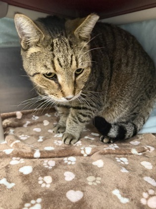 61927994 - Domestic Shorthair / Mix available for adoption