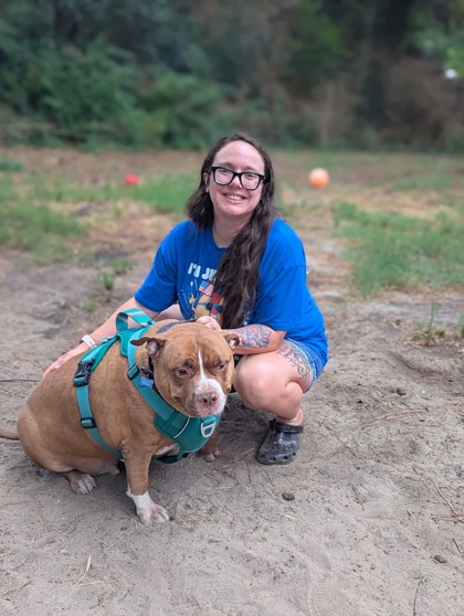 BJ - Pit Bull Terrier / Mix available for adoption