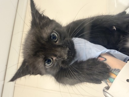 61812454 - Domestic Shorthair / Mix available for adoption