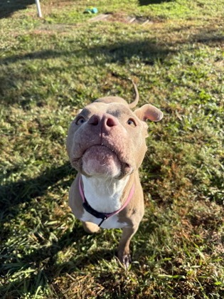 61951062 - Pit Bull Terrier / Mix available for adoption