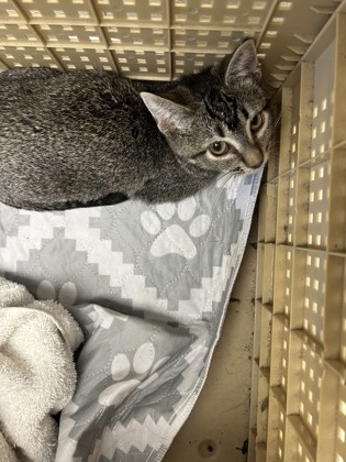 61869755 - Domestic Shorthair / Mix available for adoption