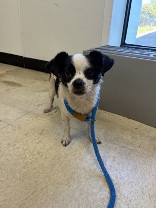 61905017 - Short Coat Chihuahua / Mix available for adoption