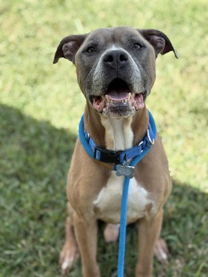 BLAZE - Pit Bull Terrier / Mix for adoption in Norfolk