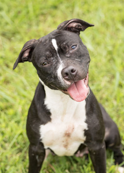 KINSLEY - Pit Bull Terrier / Mix available for adoption