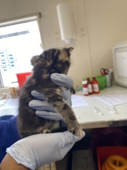 61776362 - Domestic Shorthair / Mix available for adoption