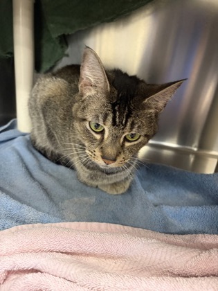 MOONRACER - Domestic Shorthair / Mix available for adoption