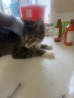 61689155 - Domestic Shorthair / Mix for adoption in Norfolk