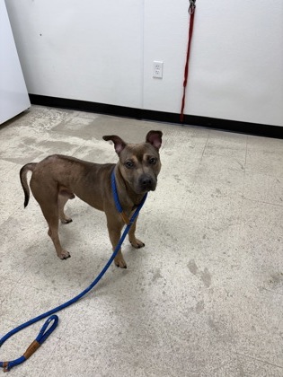 DINO - Pit Bull Terrier / Mix available for adoption