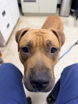 ALMOND - Pit Bull Terrier / Rhodesian Ridgeback available for adoption