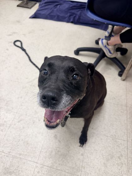 TYCE - Labrador Retriever / Mix for adoption in Norfolk