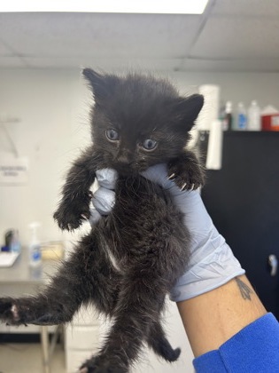 61861873 - Domestic Shorthair / Mix available for adoption