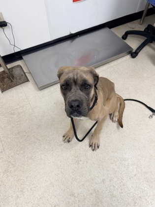 COOPER - Mastiff / Mix available for adoption