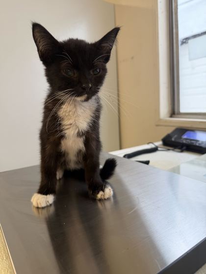 61776797 - Domestic Shorthair / Mix available for adoption