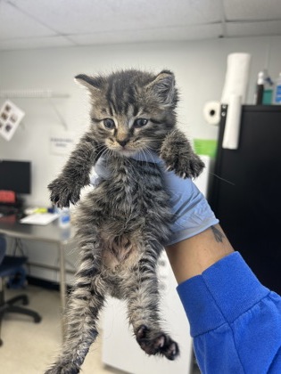 61861874 - Domestic Shorthair / Mix available for adoption