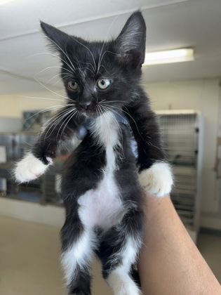 61871790 - Domestic Shorthair / Mix available for adoption