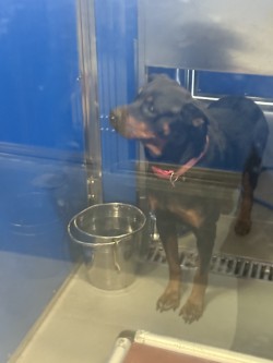 LIL MAMA - Rottweiler / Mix available for adoption