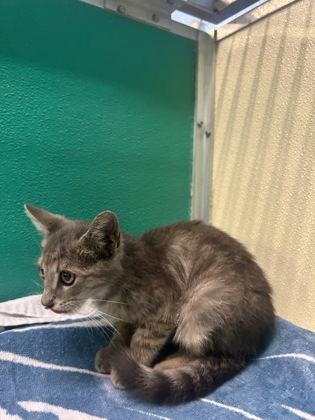 61734572 - Domestic Shorthair / Mix available for adoption