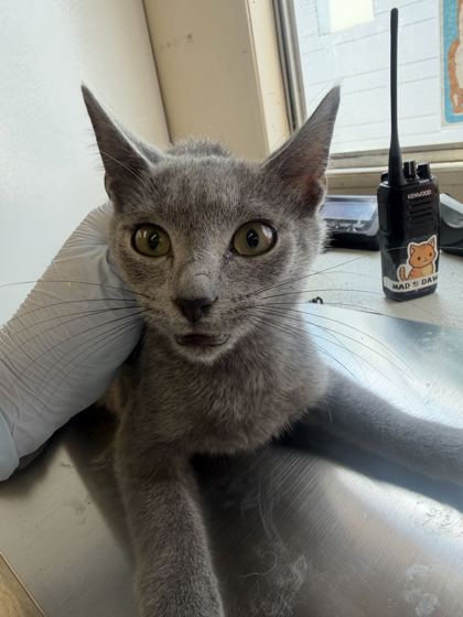 61757461 - Domestic Shorthair / Mix available for adoption