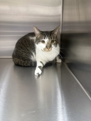BEAR - Domestic Shorthair / Mix available for adoption